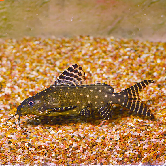 Angelicus Catfish (Synodontis angelicus)