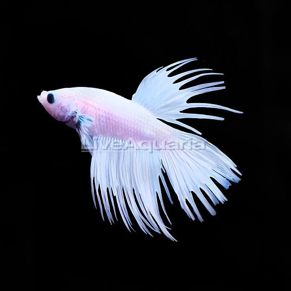 White Orchid Crowntail Male Betta (Betta splendens)