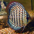 Red Turquoise Discus (Symphysodon sp.)