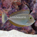 Vlamingi Tang (Naso vlamingii)