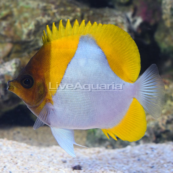 Yellow Pyramid Butterflyfish (Hemitaurichthys polylepis)