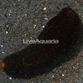 Black Sea Cucumber (Holothuria atra)