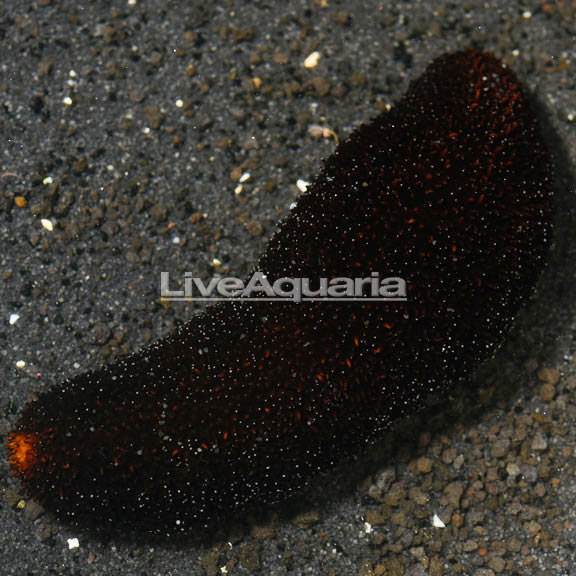 Black Sea Cucumber (Holothuria atra)