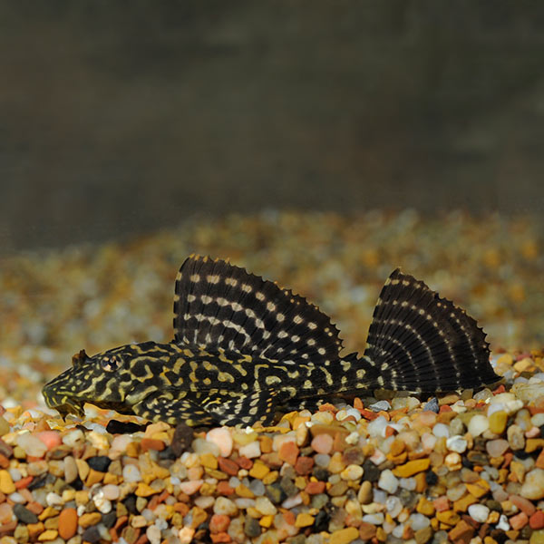 Sailfin Spotted Pleco L160