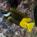 Bicolor Foxface (Siganus uspi)