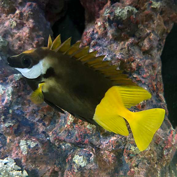 Bicolor Foxface (Siganus uspi)