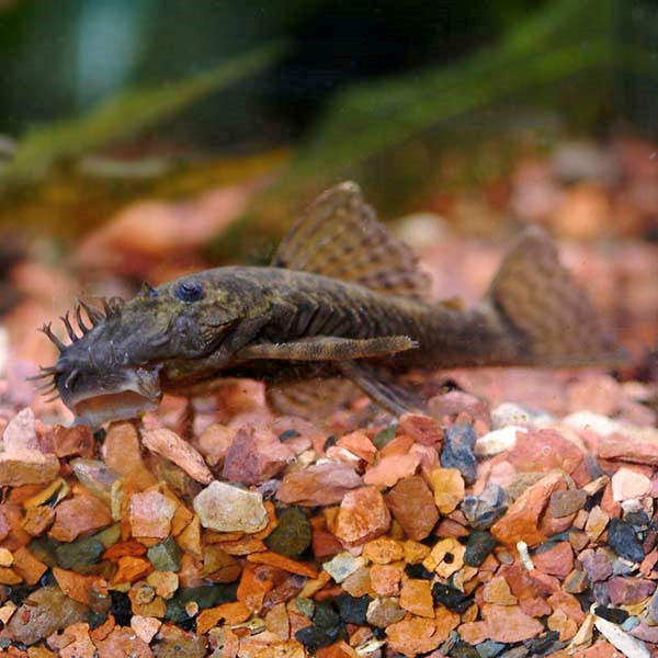 Bristlenose Pleco (Ancistrus sp.)