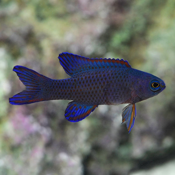 Randall's Assessor Basslet (Assessor randalli)