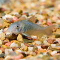 Tank-Raised Green Aeneus Corydoras