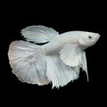 White Pearl Show Male Betta (Betta splendens)