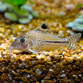 Corydoras Julii