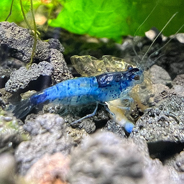 Blue Carbon Shrimp (Neocaridina davidi)