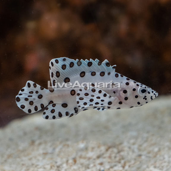 Panther Grouper (Cromileptes altivelis)