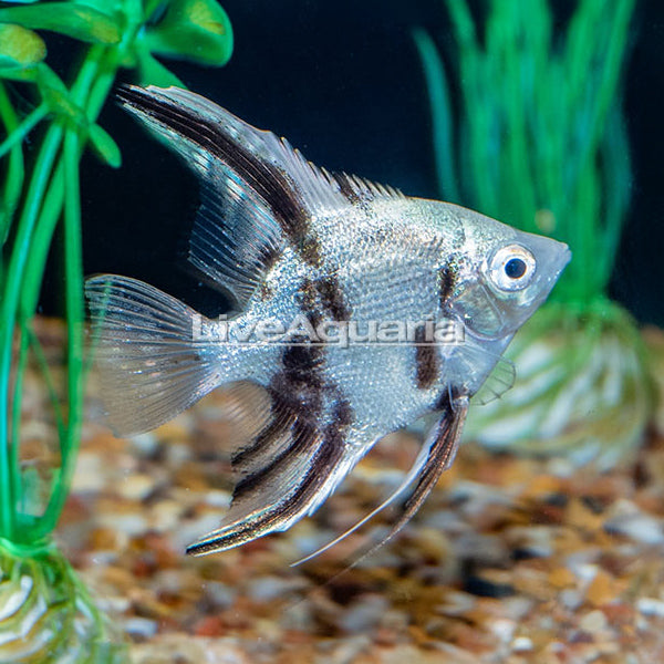 Panda Angelfish (Pterophyllum scalare)