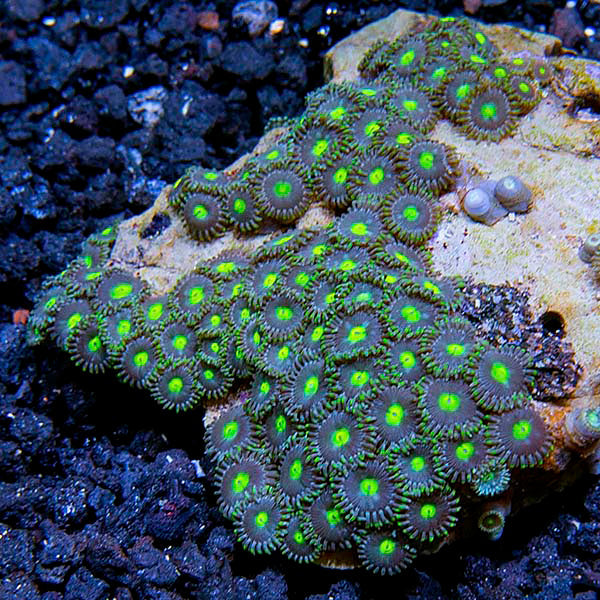 Palau Assorted Zoanthid