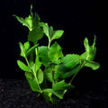 Water Wisteria (Hygrophila difformis)