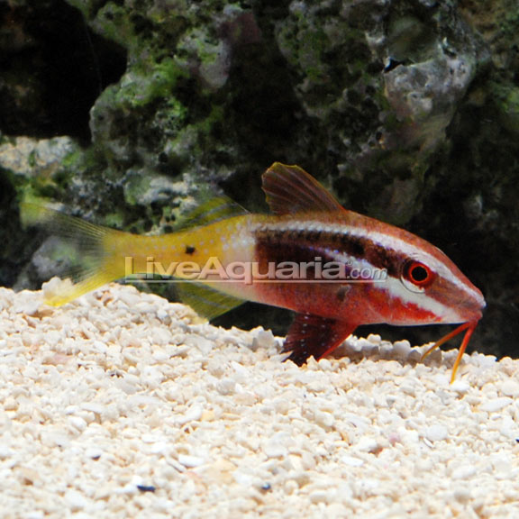 Bicolor Goatfish (Parupeneus barberinoides)