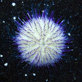 Purple Short Spine Urchin (Echinometra sp.)