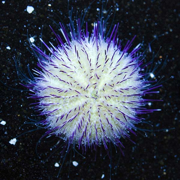 Purple Short Spine Urchin (Echinometra sp.)