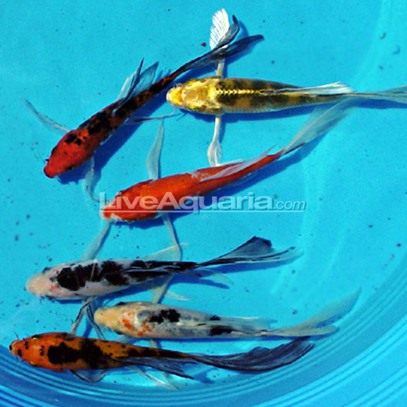 Assorted Butterfly Koi (Cyprinus carpio) - Medium (4"+)