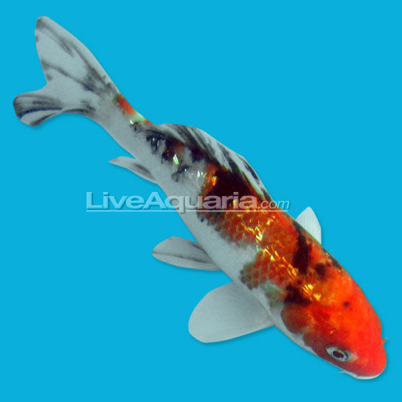 Domestic Assorted Koi (Cyprinus carpio)