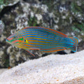 Melanurus Wrasse (Halichoeres melanurus)