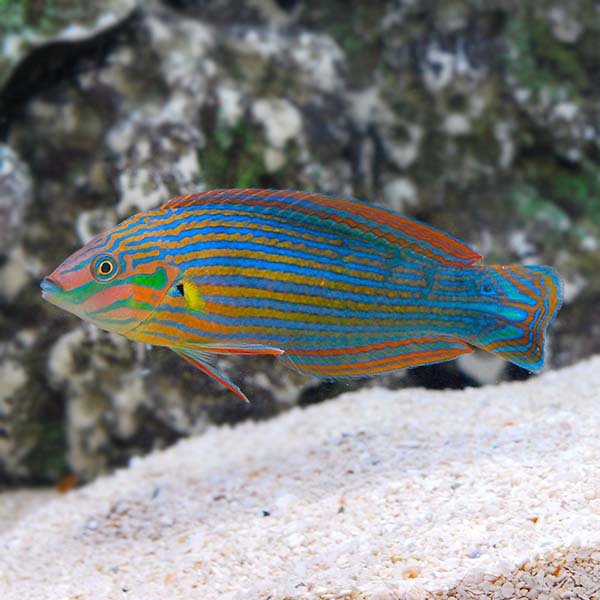 Melanurus Wrasse (Halichoeres melanurus)