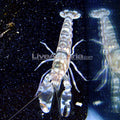 Tiger Pistol Shrimp (Alpheus bellulus)