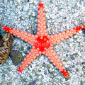 Red Tile Fromia Star