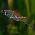 Florida Neon Swordtail