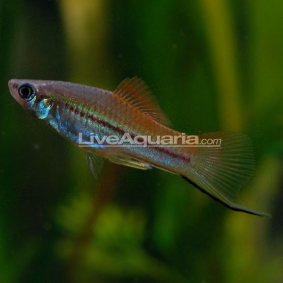 Florida Neon Swordtail