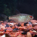 Red Eye Tetra (Moenkhausia sanctaefilomenae)