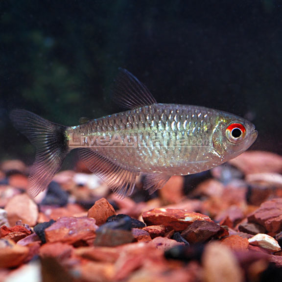 Red Eye Tetra (Moenkhausia sanctaefilomenae)