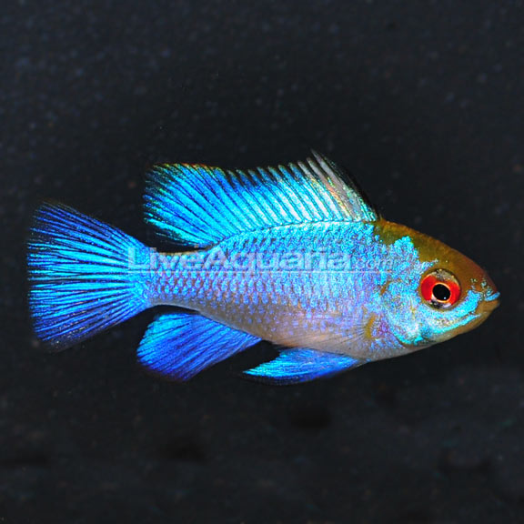 Electric Blue Ram (Mikrogeophagus ramirezi)