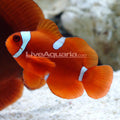 Maroon Clownfish (Premnas biaculeatus)