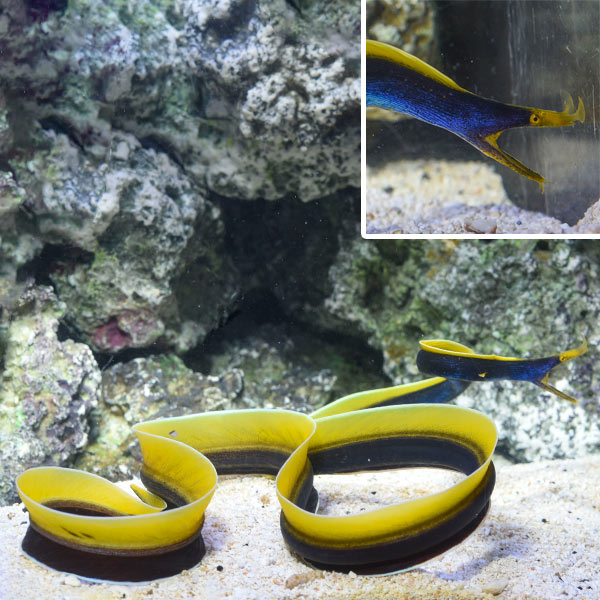 Ribbon Eel
