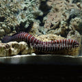 Zebra Moray Eel (Gymnomuraena zebra)