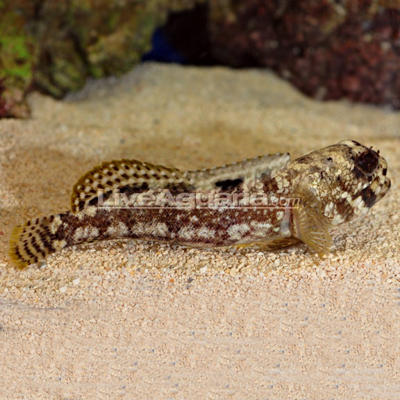 Blackspot Dusky Jawfish (Opistognathus whitehurstii)