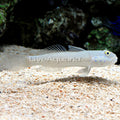 Blue Dot Sleeper Goby (Valenciennea sexguttata)