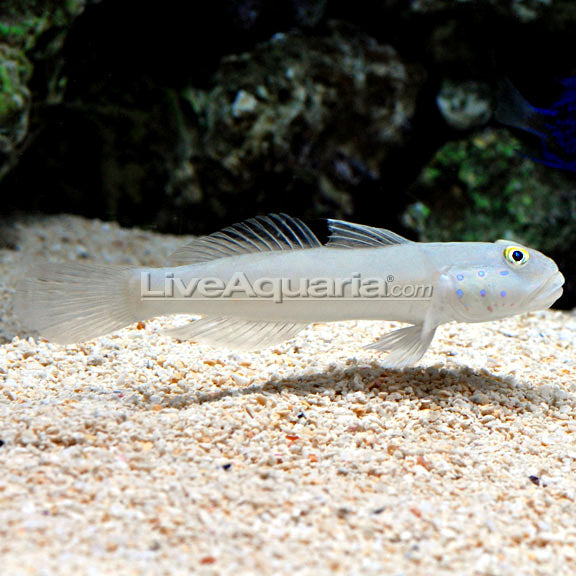 Blue Dot Sleeper Goby (Valenciennea sexguttata)