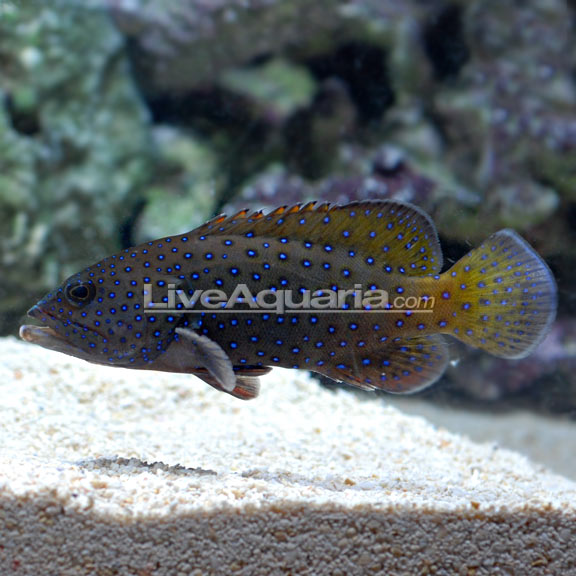 Blue Dot Argus Grouper (Cephalopholis argus)