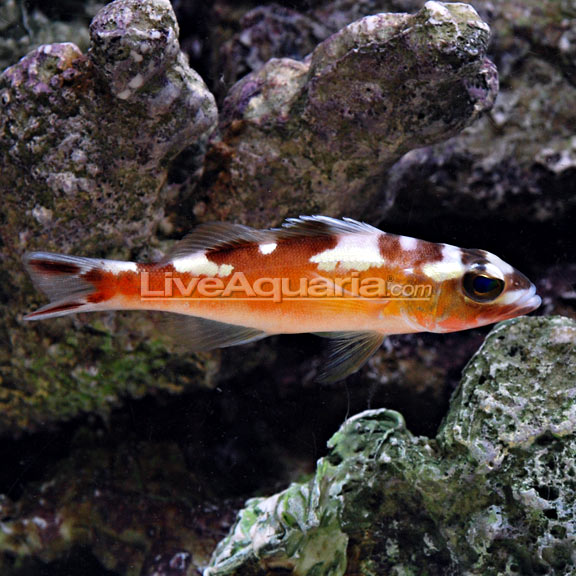 Tobacco Bass (Serranus tabacarius)