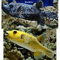 Guinea Fowl Puffer (Arothron meleagris)