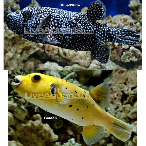 Guinea Fowl Puffer (Arothron meleagris)