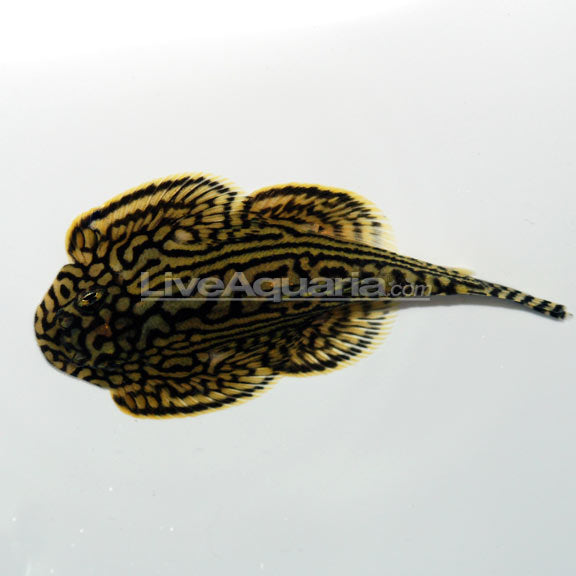Hillstream Loach