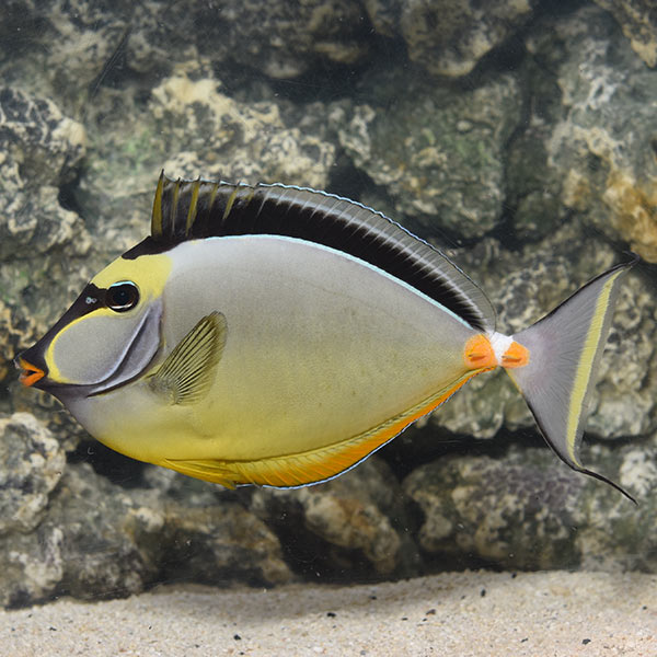 Naso Tang (Naso lituratus)