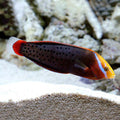 Coris Formosa Wrasse (Coris formosa) - Half Adult