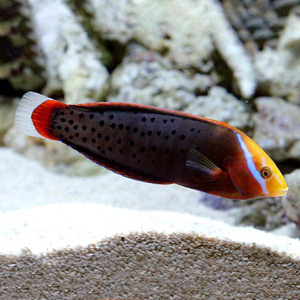 Coris Formosa Wrasse (Coris formosa) - Half Adult