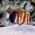Harlequin Tuskfish (Choerodon fasciatus)