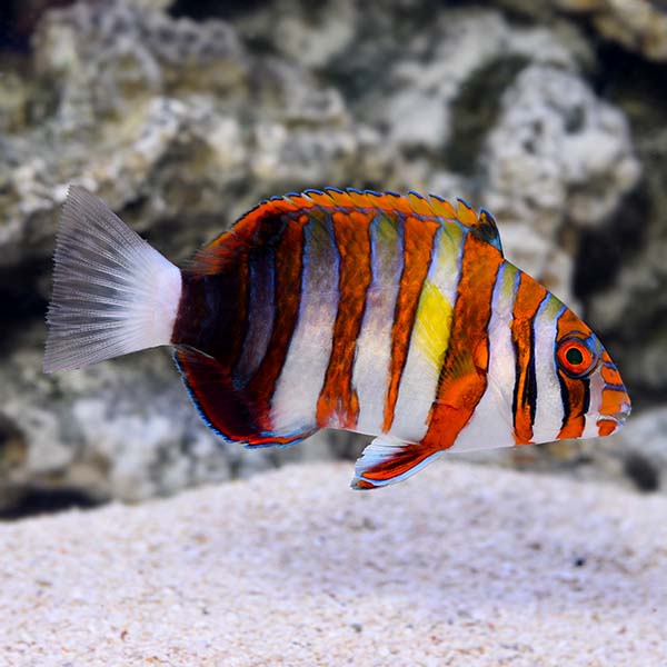 Harlequin Tuskfish (Choerodon fasciatus)